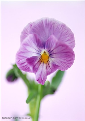 花卉物语-紫色的漂亮蝴蝶花
