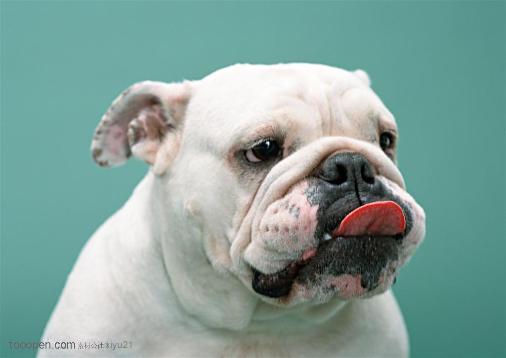 中型犬-舔着舌头的狗狗
