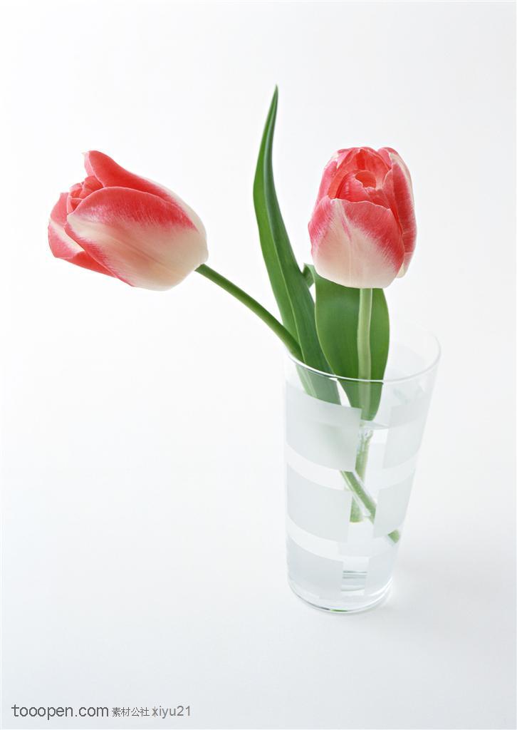 花卉物语-杯中两朵粉色郁金香