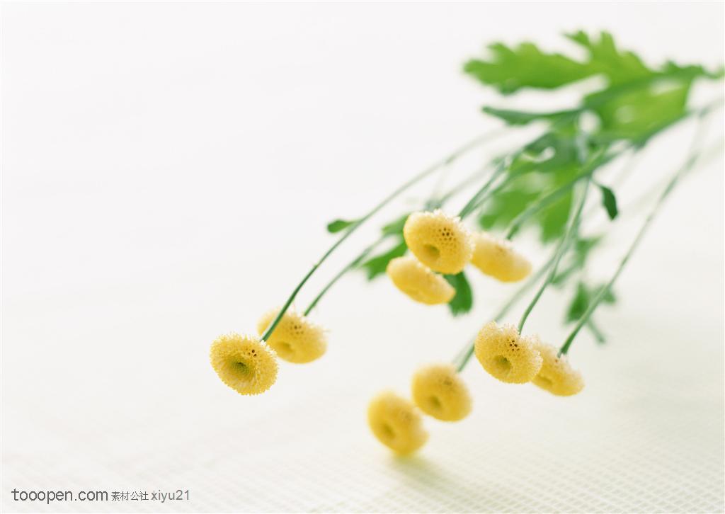 花卉物语-倒放的黄色菊花