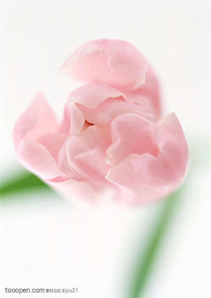 花卉物语-俯视下漂亮的粉色郁金香