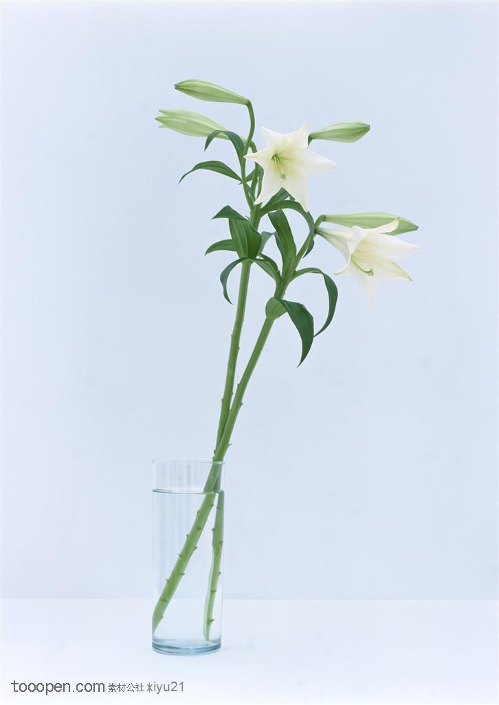 花卉物语-花瓶中的两只百合花