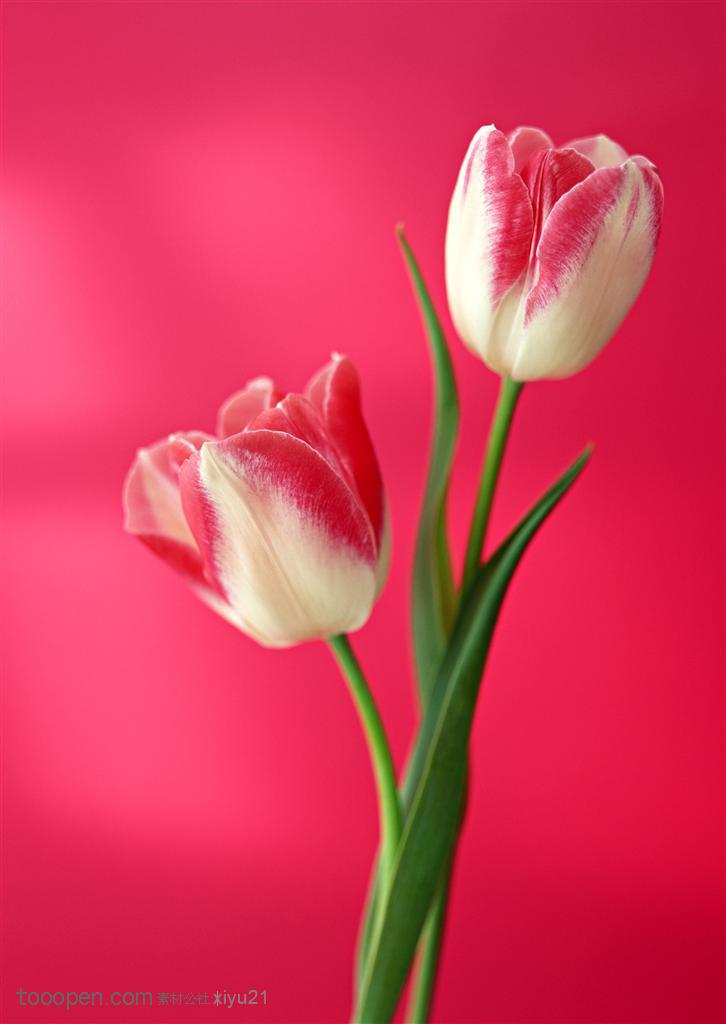 花卉物语-两枝漂亮的双色郁金香