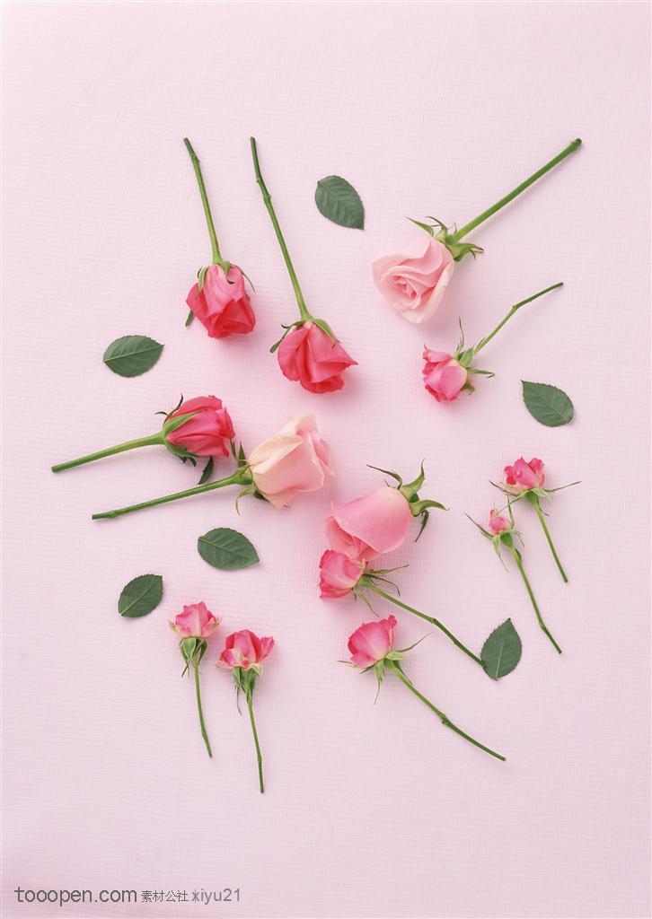 花卉物语-漂亮的粉色花朵