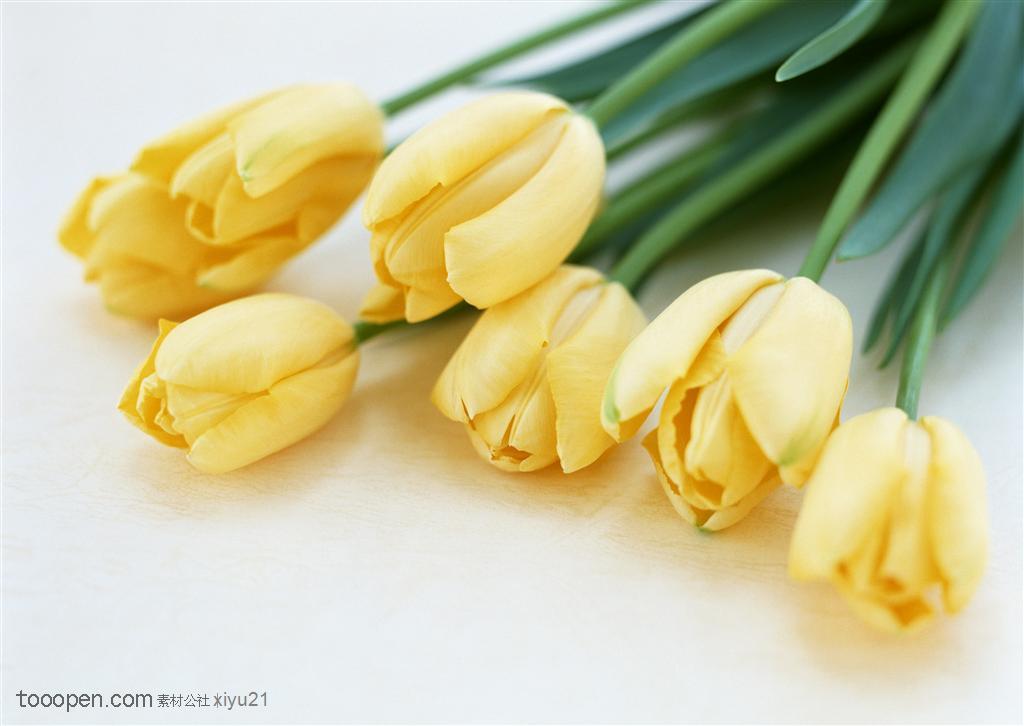 花卉物语-漂亮的黄色郁金香