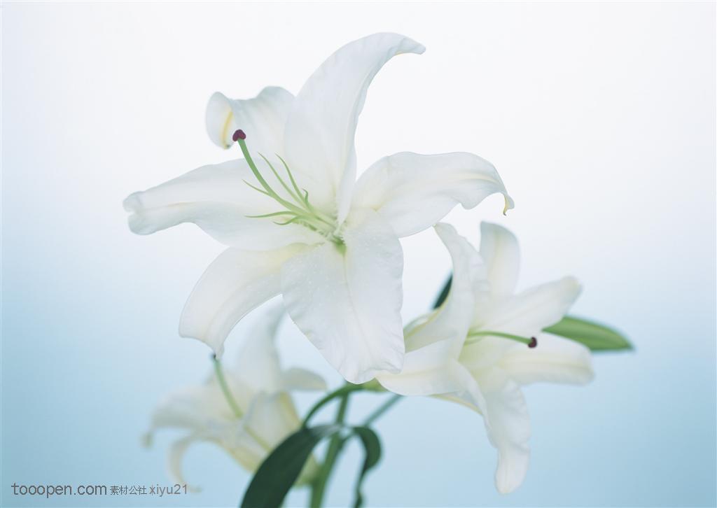 花卉物语-盛开的白色百合花