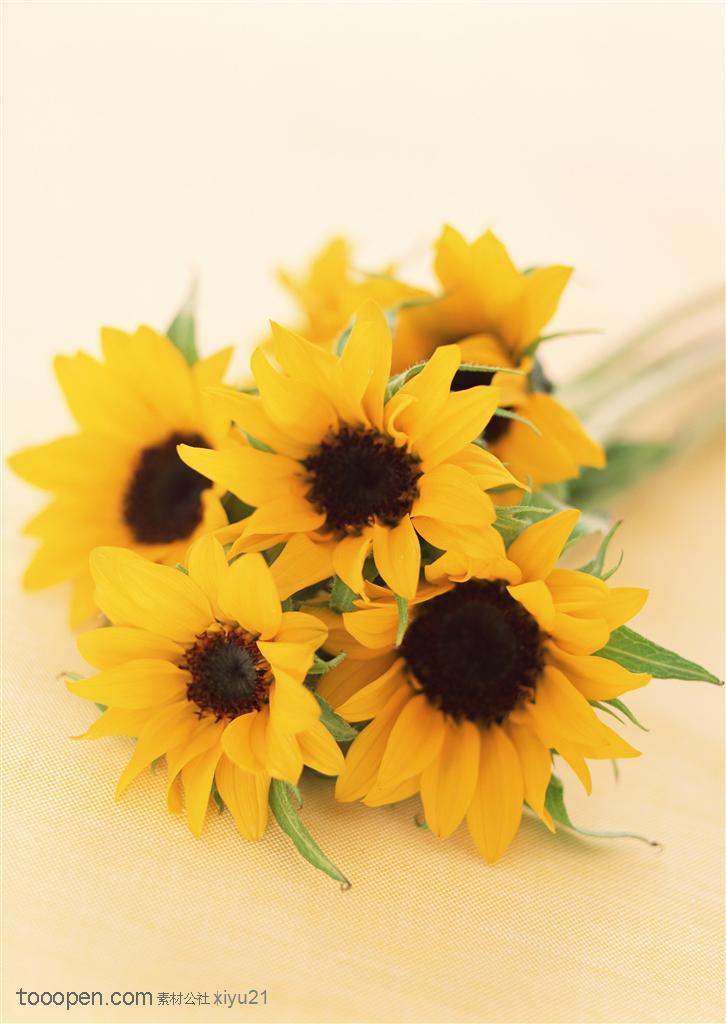 花卉物语-一束金黄的向日葵