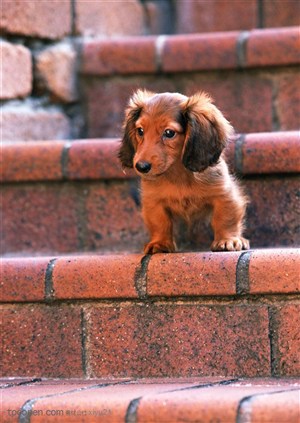 小型犬-台阶上的可爱狗狗