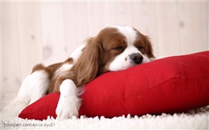 小型犬-躺在沙发上的狗狗