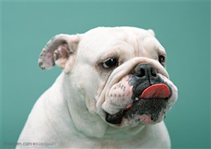 中型犬-舔着舌头的狗狗