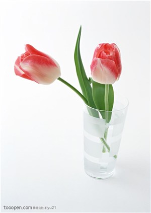 花卉物语-杯中两朵粉色郁金香