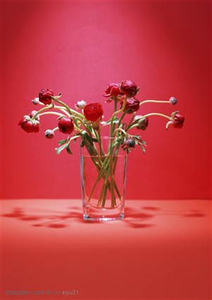 花卉物语-玻璃杯中红色花苞