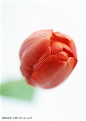花卉物语-含苞待放的郁金香