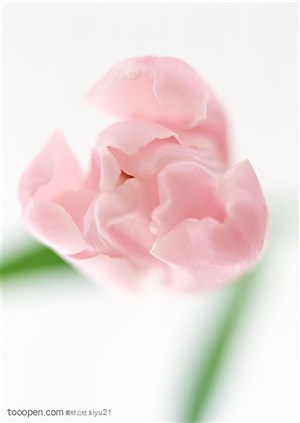 花卉物语-俯视下漂亮的粉色郁金香