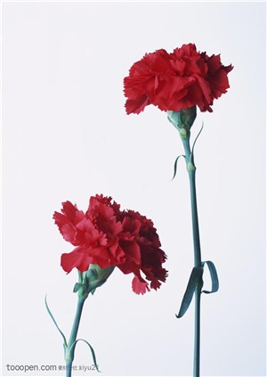 花卉物语-两朵康乃馨