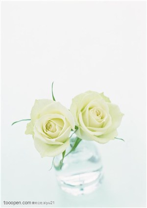 花卉物语-两朵米黄色的玫瑰花