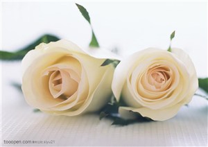 花卉物语-两朵米黄色的玫瑰花