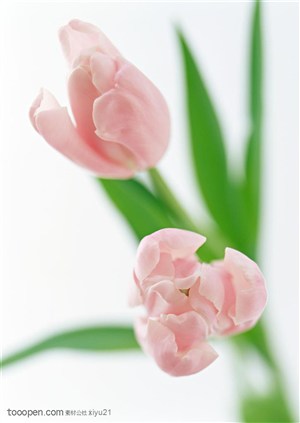 花卉物语-两朵漂亮的粉色郁金香