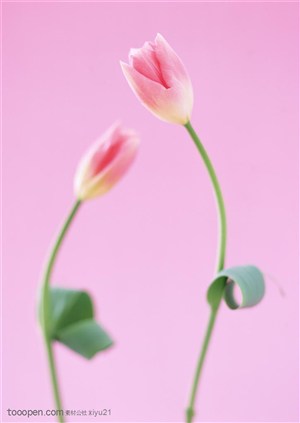 花卉物语-两朵弯曲的郁金香