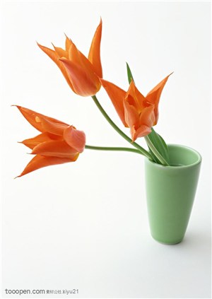 花卉物语-绿色杯中的郁金香