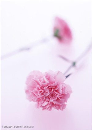 花卉物语-漂亮的粉色康乃馨