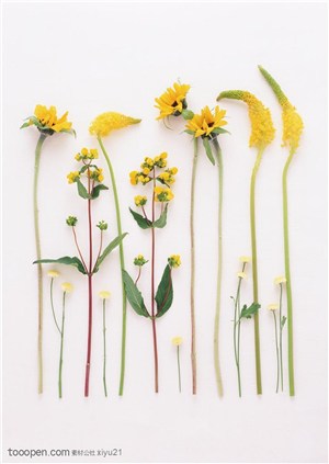 花卉物语-漂亮的黄色花枝