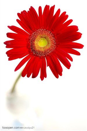 花卉物语-瓶子中的红色太阳花