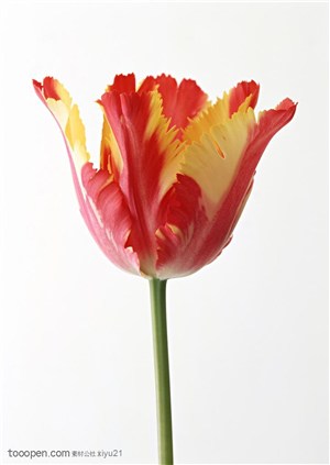 花卉物语-盛开的双色郁金香
