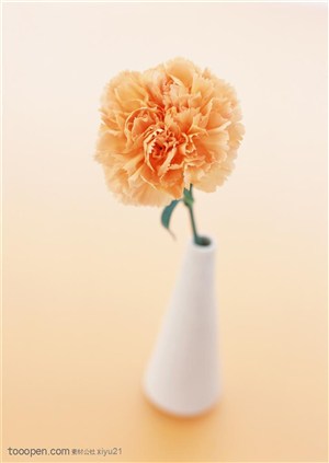花卉物语-小花瓶中的康乃馨