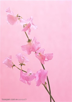 花卉物语-一串漂亮的粉色花束
