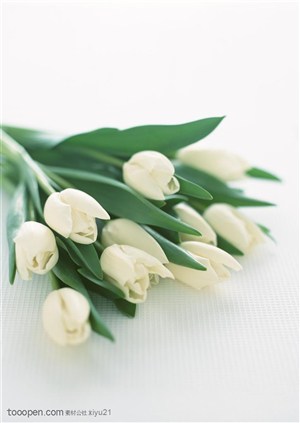 花卉物语-一束白色的郁金香