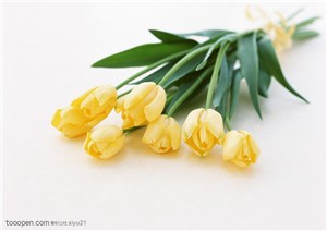 花卉物语-一束金黄的郁金香