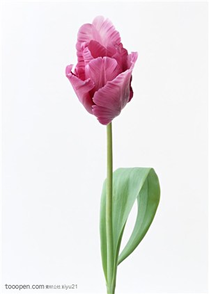 花卉物语-一枝漂亮的紫色郁金香