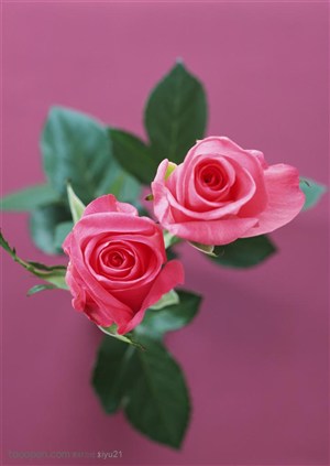 花卉物语-长满叶子的玫瑰花