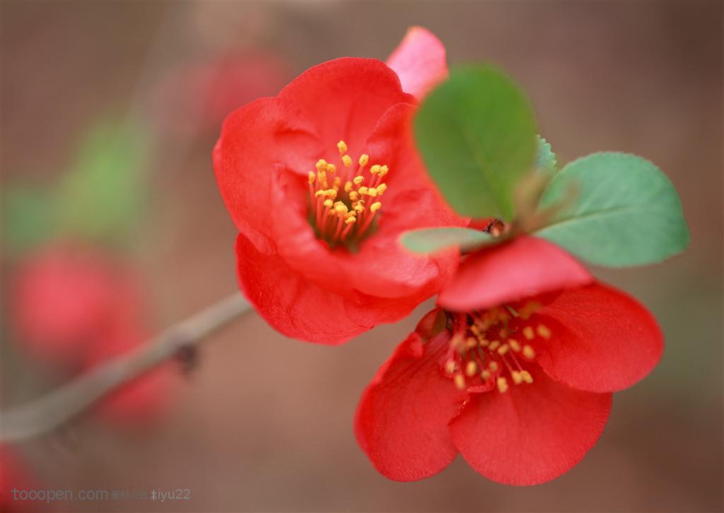 花卉物语-两朵漂亮耳朵红花