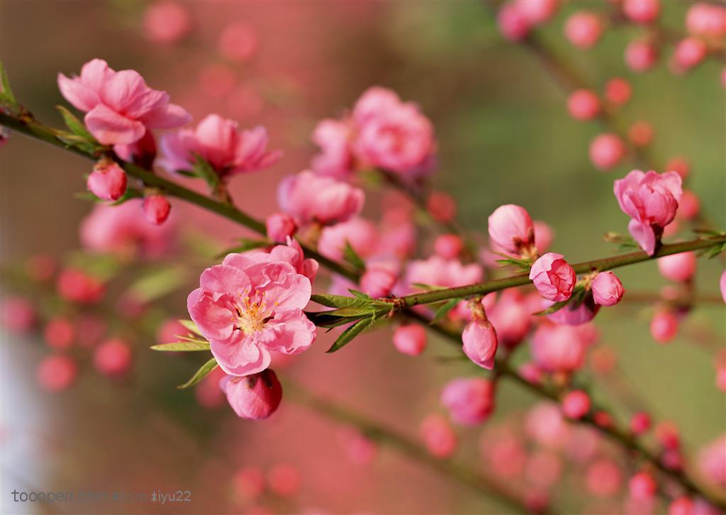 花卉物语-一枝粉色的桃花