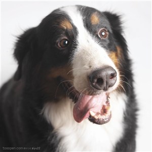 大型犬-伸着舌头的可爱狗狗