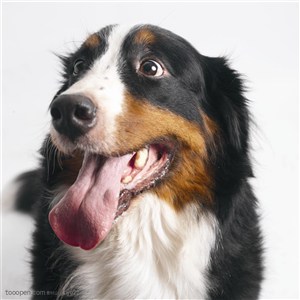 大型犬-吐着舌头的漂亮狗狗