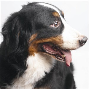 大型犬-伸着舌头的宠物狗狗