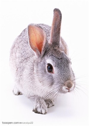 宠物宝宝-可爱的灰色兔子