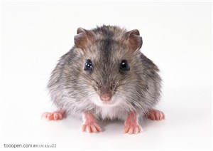 可爱宠物-趴着的灰色小老鼠