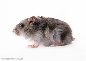 可爱宠物-灰色的小鼠侧面