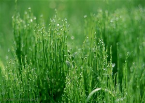 叶子物语-茂盛的嫩绿草丛