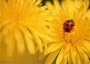 花卉物语-黄色菊花上的瓢虫