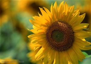 花卉物语-金色的向日葵
