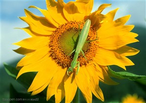花卉物语-向日葵上的螳螂