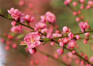花卉物语-一枝粉色的桃花