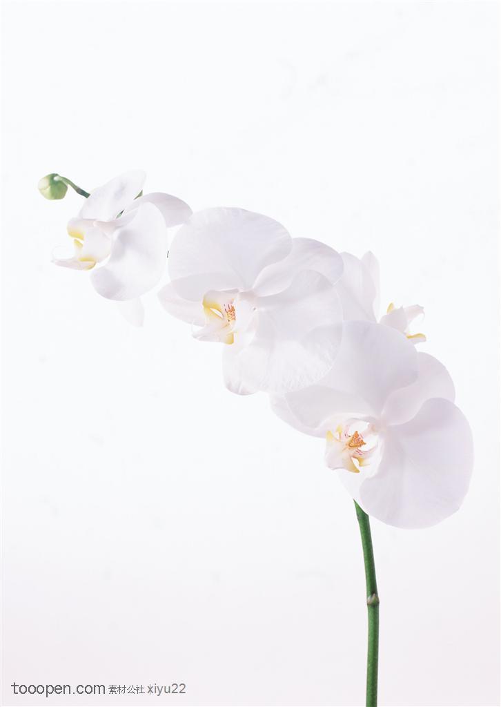 花卉物语-洁白的花枝