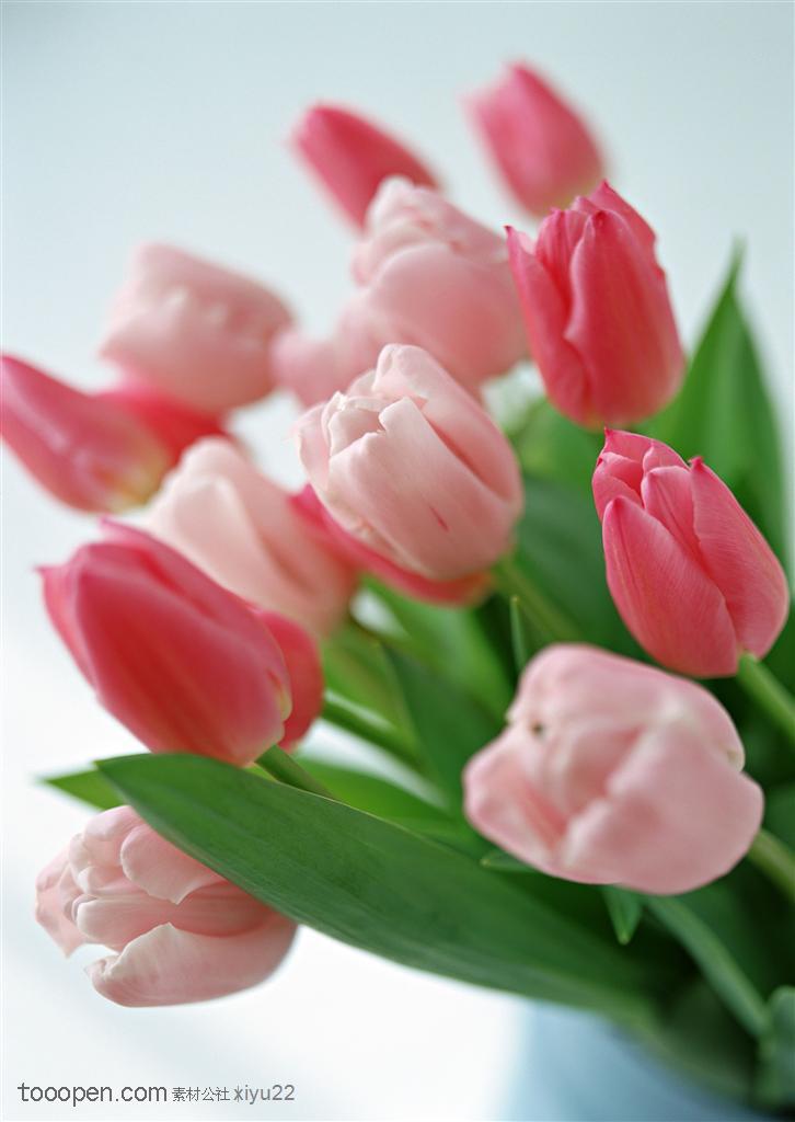 花卉物语-几支粉色郁金香花朵