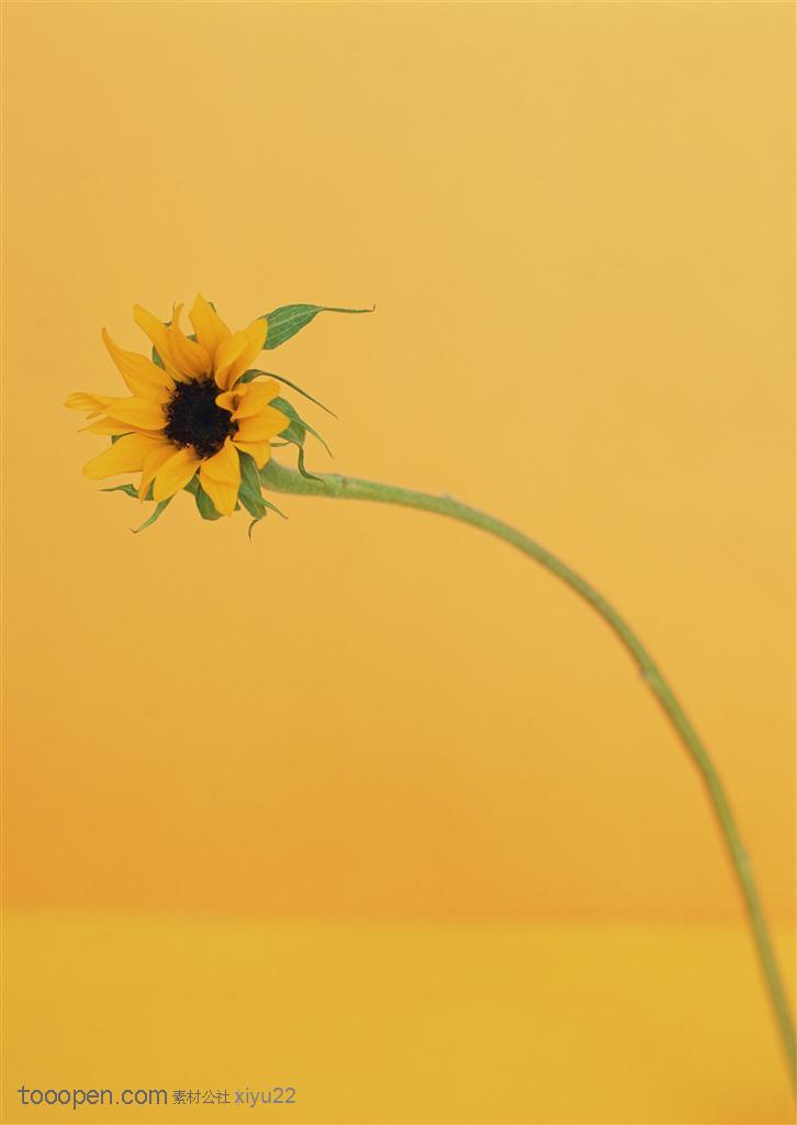花卉物语-弯曲的向日葵